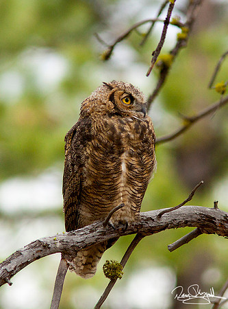 Great Horned Owl