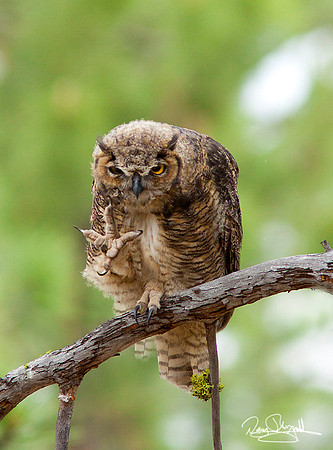 Great Horned Owl