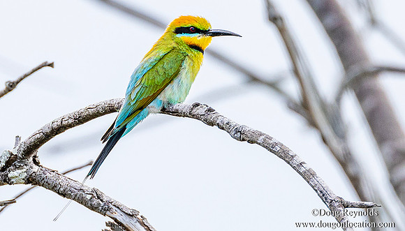 Rainbow Bee-eater