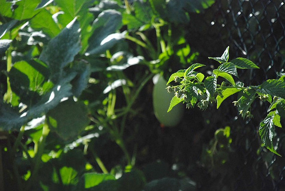 Kennedy community gardens