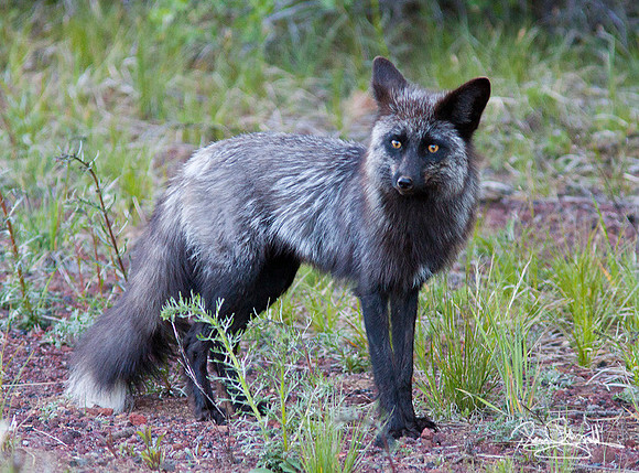 Gray Fox