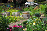 Mt Tabor Park community garden
