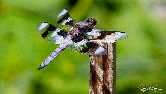 Dragonfly