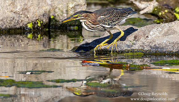 Green Heron on Rock
