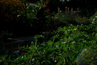 Kennedy community gardens