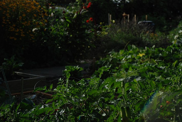 Kennedy community gardens