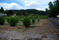 Mt Tabor Park nursery