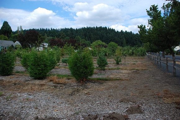 Mt Tabor Park nursery