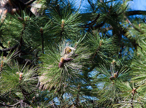 Young Great Horned Owl