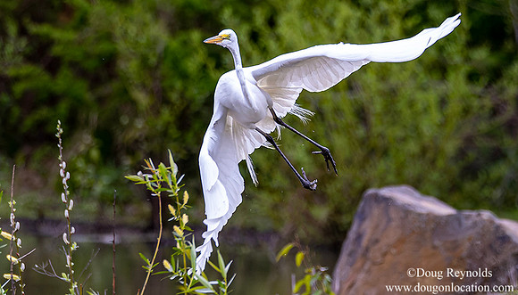 Great Egret taking off-