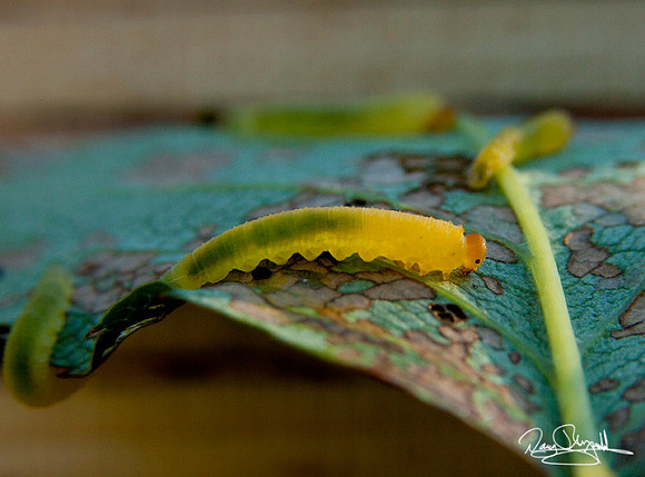 Sawfly, larva