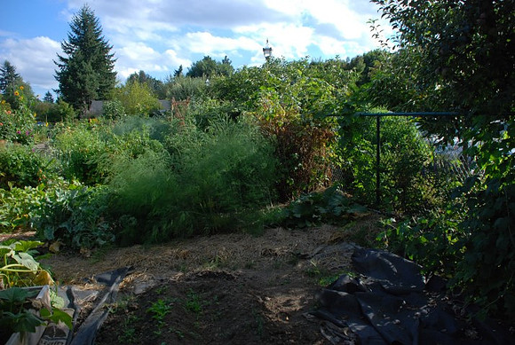 Kennedy community gardens