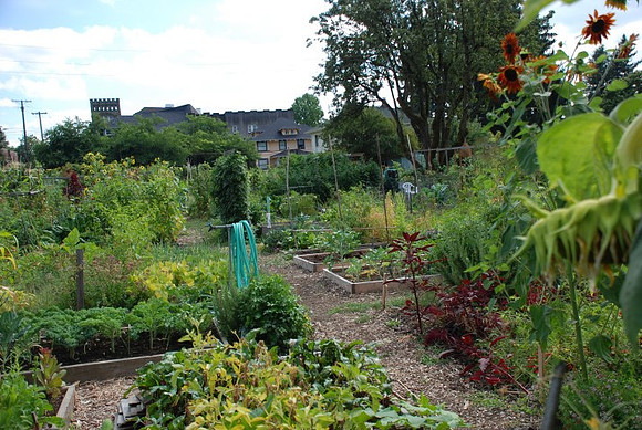 Summers Park Community Garden