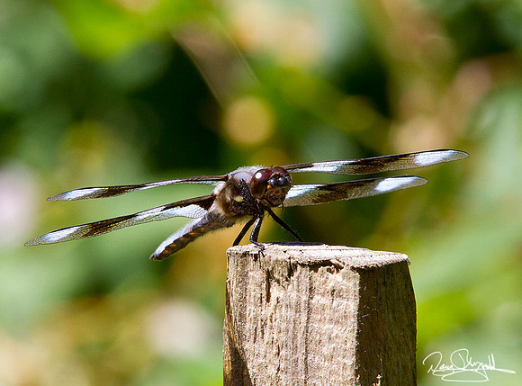 Dragonfly