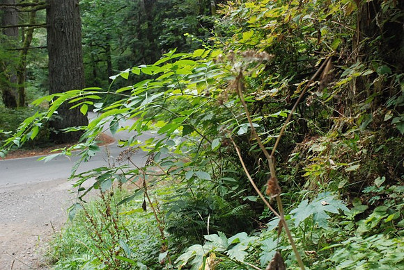 Haines Road-0934