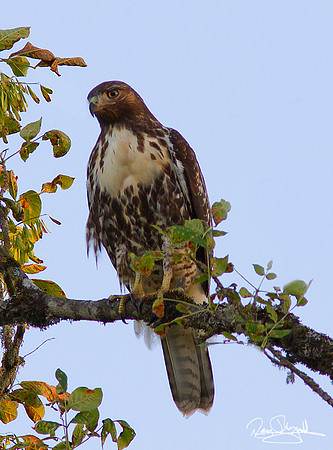 Hawk in Tree