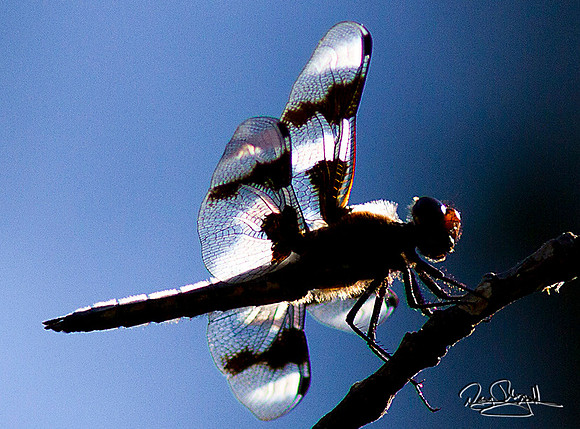 Dragon Fly
