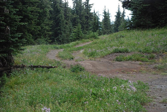West Leg Road Timberline-0666