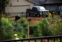 Mt Tabor Park community garden
