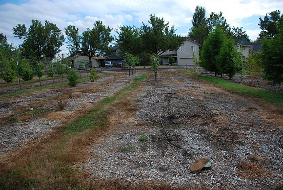 Mt Tabor Park nursery