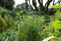 Summers Park Community Garden