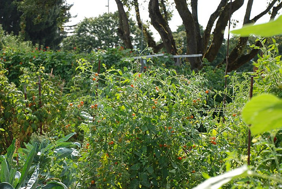 Summers Park Community Garden