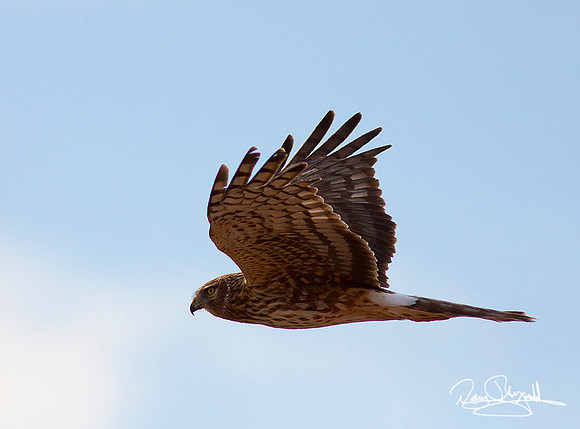Hawk Flying