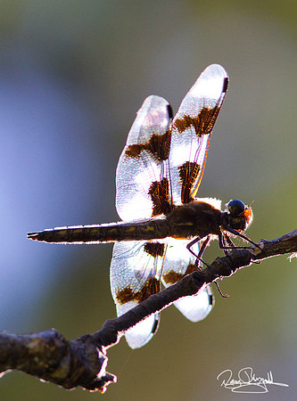Dragon Fly