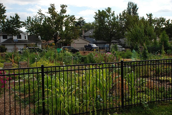Mt Tabor Park community garden
