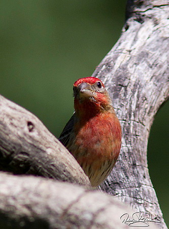 House Finch