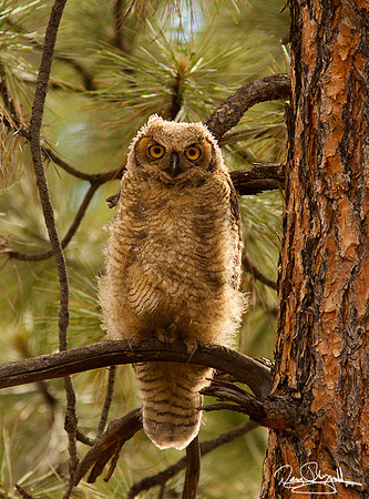 Great Horned Owl