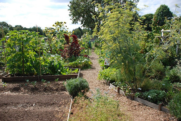 Summers Park Community Garden