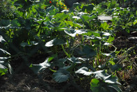 Kennedy community gardens