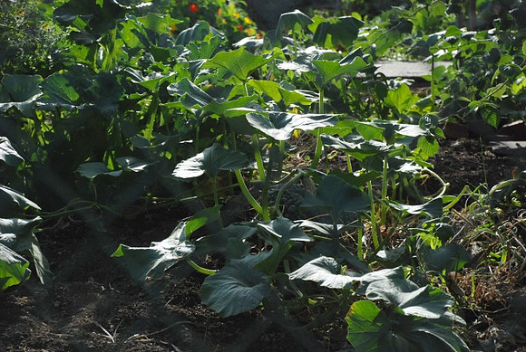 Kennedy community gardens