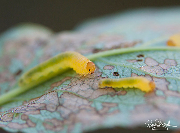 Sawfly, larva