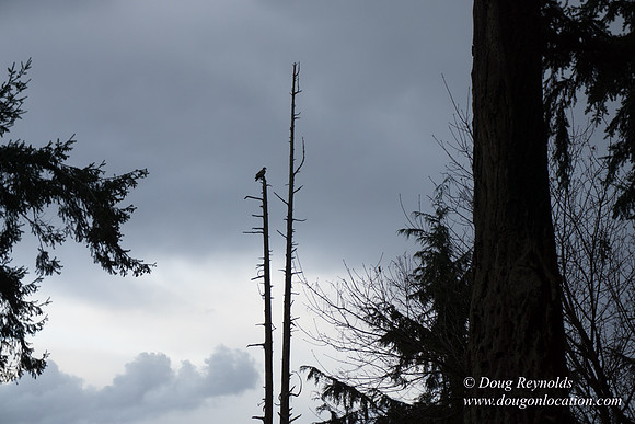 Vashon View