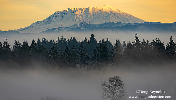 Mt St Helens and trees in Fog