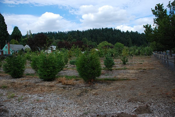 Mt Tabor Park nursery
