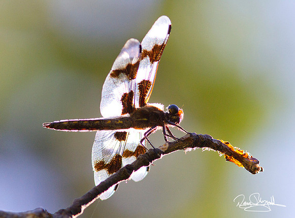 Dragon Fly