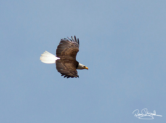 Bald Egale flying