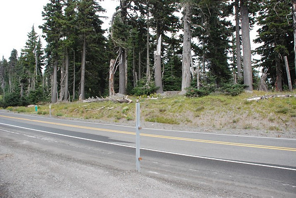 Timberline Road -0816