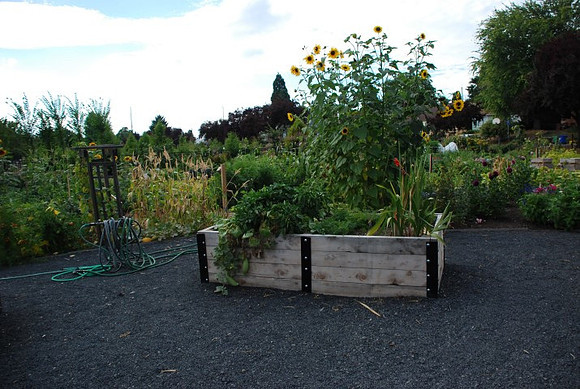 Mt Tabor Park community garden