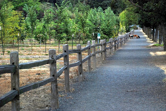 Mt Tabor Park nursery