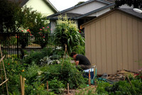 Mt Tabor Park community garden
