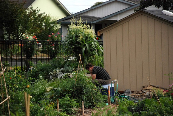 Mt Tabor Park community garden