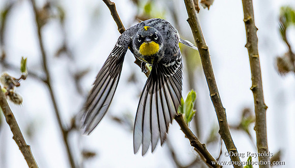 Yellow  Rump Warble