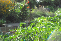 Kennedy community gardens