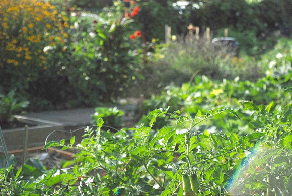 Kennedy community gardens