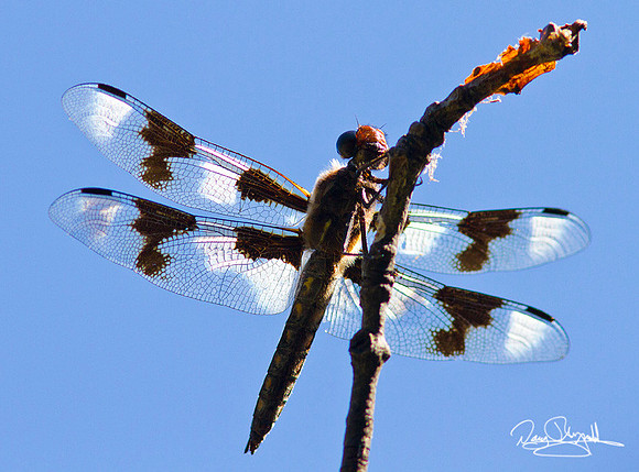 Dragon Fly