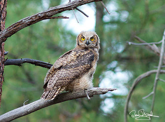 Young Owl